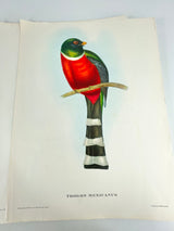 John Gould Vintage Tropical Birds Collection - The Ariel Press