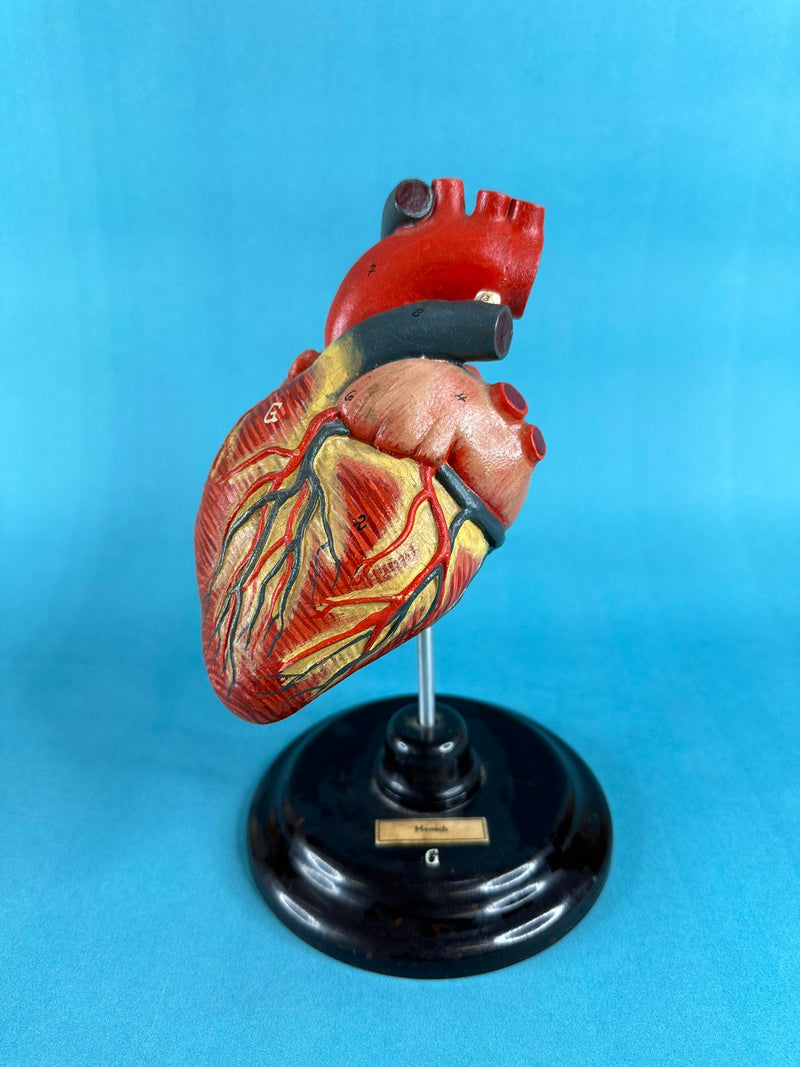 Vintage Anatomical Human Heart