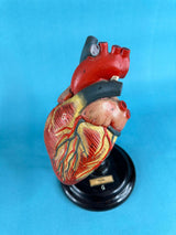 Vintage Anatomical Human Heart