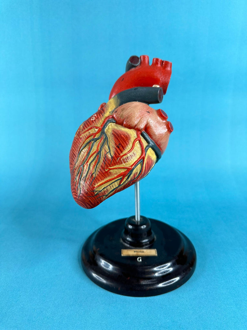 Vintage Anatomical Human Heart