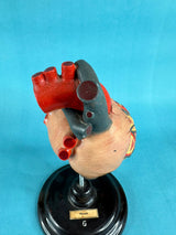 Vintage Anatomical Human Heart