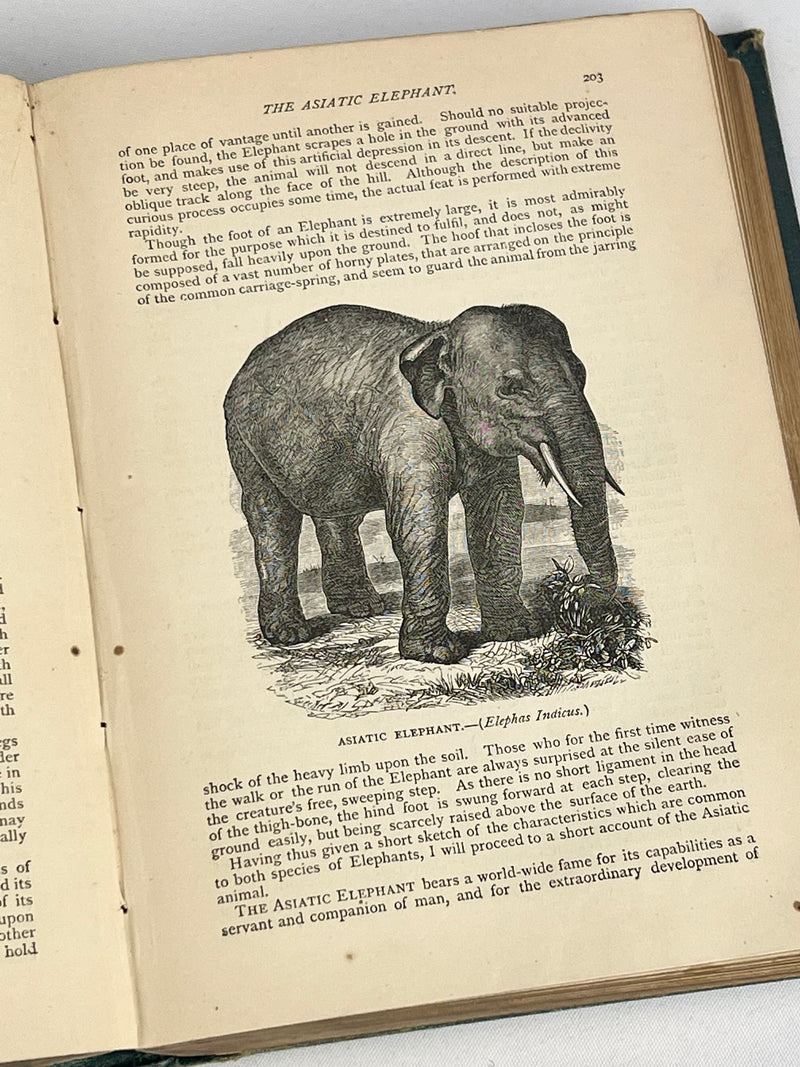 1884 Edition 'Wood's Popular Natural History'